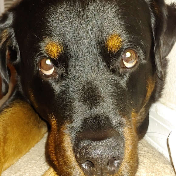 Not for sale - Picture 6 of 12